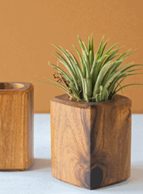 Grand Dracaena Marginata