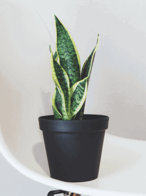 Plante de serpent de lawrence