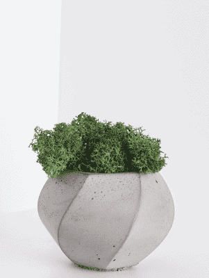 Boutton fougère frisée